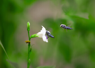 two bees on a flowers © roliwansyah