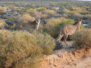 Game Reserve Travels 1 