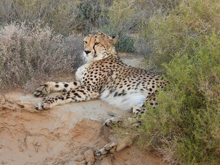 Game Reserve Travels 1 