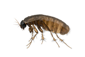 Fototapeta premium A detailed image of a flea showcasing its segmented body and long legs, emphasizing its unique anatomy and structure.