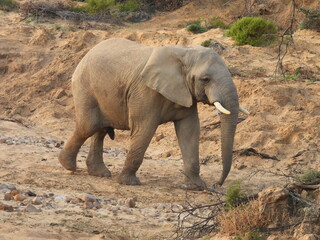 Fototapeta premium Game Reserve Travels 1 
