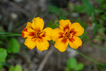 yellow flowers in the garden
