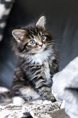 portrait of a cat