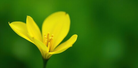 Fototapeta premium Yellow petals of Uvularia grandiflora against a green background, , nature scenes, flower garden