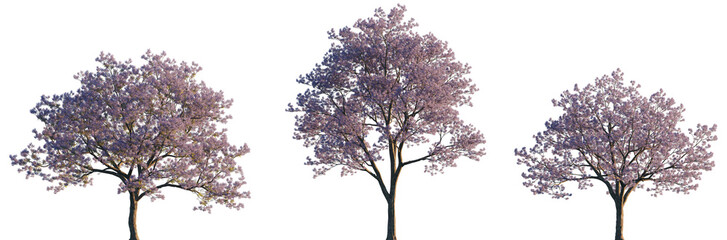 Obraz premium Jacaranda mimosifolia (blue jacaranda, black poui, Nupur or fern tree) trees frontal isolated premium png on a transparent background cutout sunset lighting