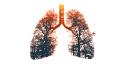  Lungs with Green Plants and Herbs as a Symbol of Nature Creating Oxygen