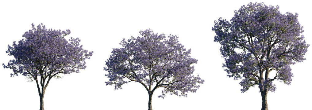 Jacaranda mimosifolia (blue jacaranda, black poui, Nupur or fern tree) trees frontal isolated premium png on a transparent background cutout day lighting
