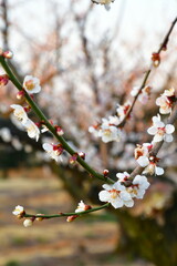 亀田の梅の里通り（新潟県）