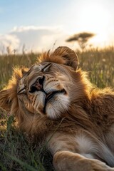 Naklejka premium Golden lion sleeping, grassland sunset.
