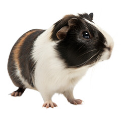 Abyssinian Guinea Pig AI Generated Image