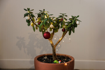 Tropical Jade Tree with Christmas Decorations