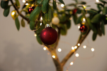 Tropical Jade Tree with Christmas Decorations