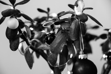 Black and white Tropical Jade Tree with Christmas Decorations