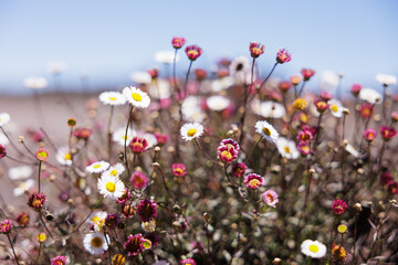 Resilient Plant in Harsh Volcanic Terrain, Reunion Island