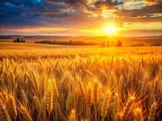 Fototapeta premium Golden Alberta Wheat Field: Breathtaking Aerial Bokeh Panorama