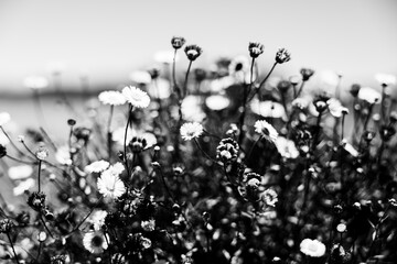 Black and white Resilient Plant in Harsh Volcanic Terrain, Reunion Island