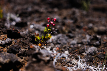 Resilient Plant in Harsh Volcanic Terrain, Reunion Island