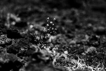 Black and white Resilient Plant in Harsh Volcanic Terrain, Reunion Island