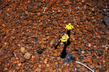 Resilient Plant in Harsh Volcanic Terrain, Reunion Island
