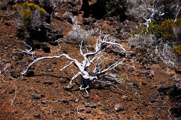 Resilient Plant in Harsh Volcanic Terrain, Reunion Island