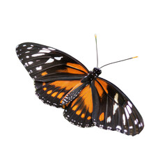 Fototapeta premium Admiral Butterfly AI Generated Image