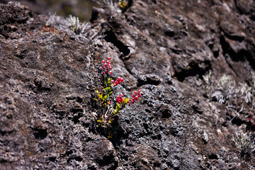 Resilient Plant in Harsh Volcanic Terrain, Reunion Island
