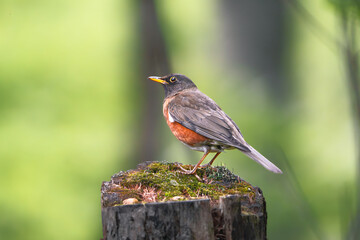 Brown-headed Thrush