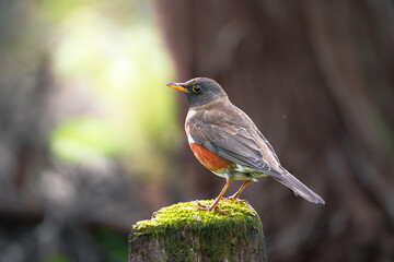 Brown-headed Thrush