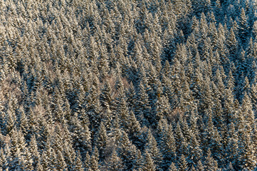 Polska zima w górach, Beskid Sądecki, Muszyna.