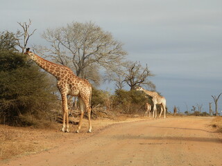 Game Reserves in SA 