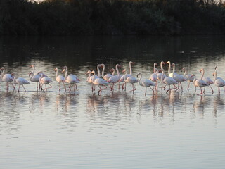 Obraz premium Game Reserves in SA 