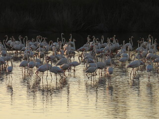 Obraz premium Game Reserves in SA 