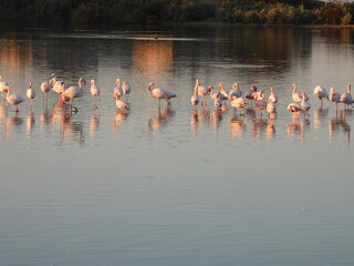 Obraz premium Game Reserves in SA 