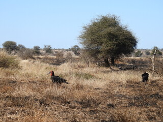Game Reserves in SA 