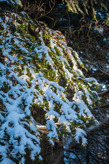 Fototapety na wymiar - Fototapeta24.pl