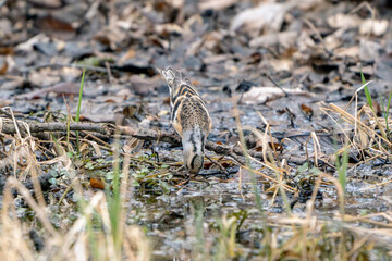 Brambling