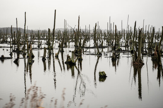 Mystische Landschaft an der Peene bei Genthin