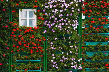 Vertical flowerbed of Catharanthus flowers in flower pots in a European garden