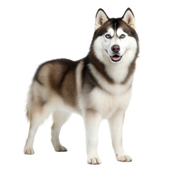 Aaskan Husky AI Generated Image