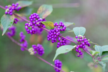 Beautiful Callicarpa bodinieri, or Bodinier's beautyberry, is a species of flowering plant in the genus Callicarpa of the family Lamiaceae. Close up.