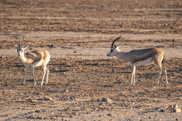 Rhim gazelle/Arabian gazelle in the Hegra Nature Reserve, Saudi Arabia