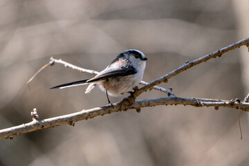 Long-tailed Tit