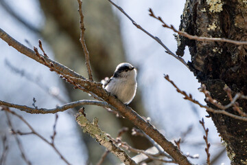 Long-tailed Tit