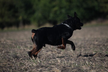 Rottweiler läuft von hinten über einen Acker im Sommmer