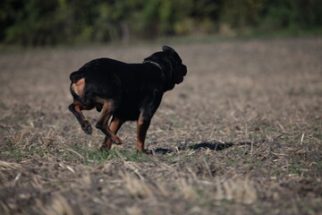Rottweiler läuft von hinten über einen Acker im Sommmer