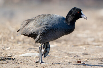 Eurasian Coot