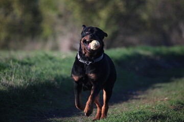 Rottweiler läuft mit einem Apfel im Maul eine Wiese entlang