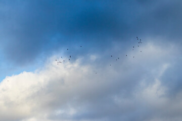 Shot of the flock of the birds in stormy sky. Nature