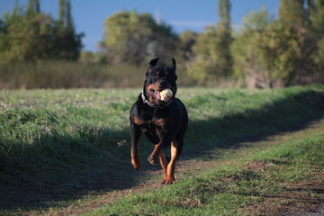 Rottweiler läuft mit einem Apfel im Maul eine Wiese entlang