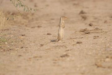 Mongoose on hunt